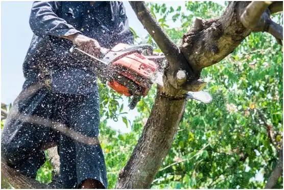 tree services Valley Green